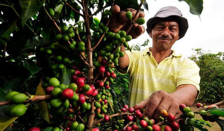 Cambodia smells opportunity in coffee value chain